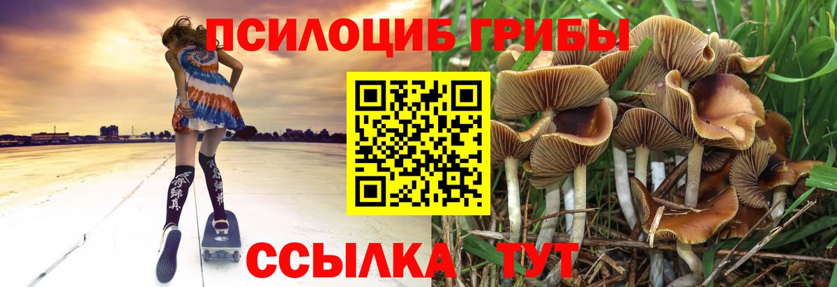 Галлюциногенные грибы Cubensis Муравленко